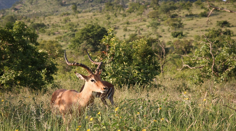 Unforgettable 3-Day Lodge Safari in Tanzania